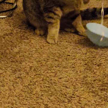 Cat taking covid precautions with mask.