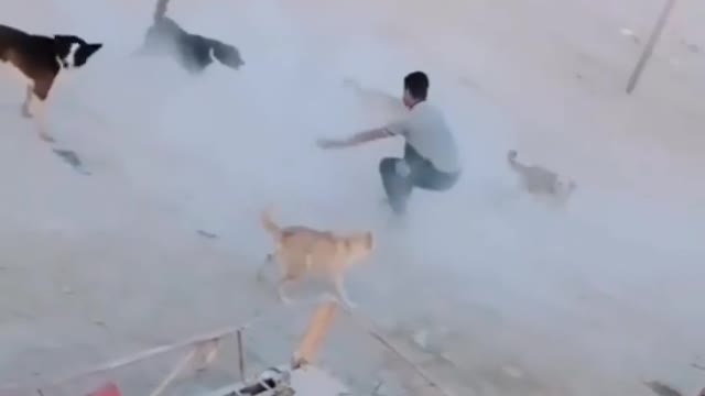 Dog attack in a man
