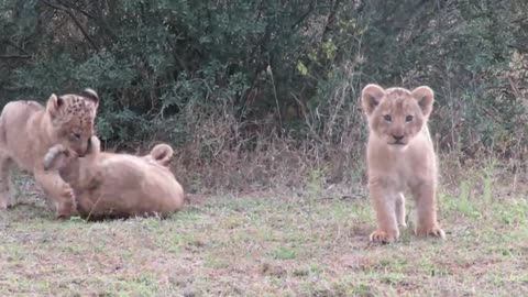 Adorable lion cub pulls brother's tail when mom isn't looking