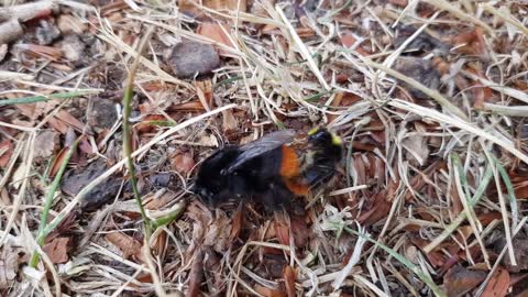 Bumblee Bees Mating