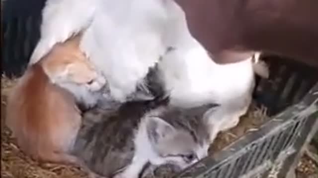 Kittens sleeping under chicken - Hen protecting kittens - Cute kittens with mama chicken