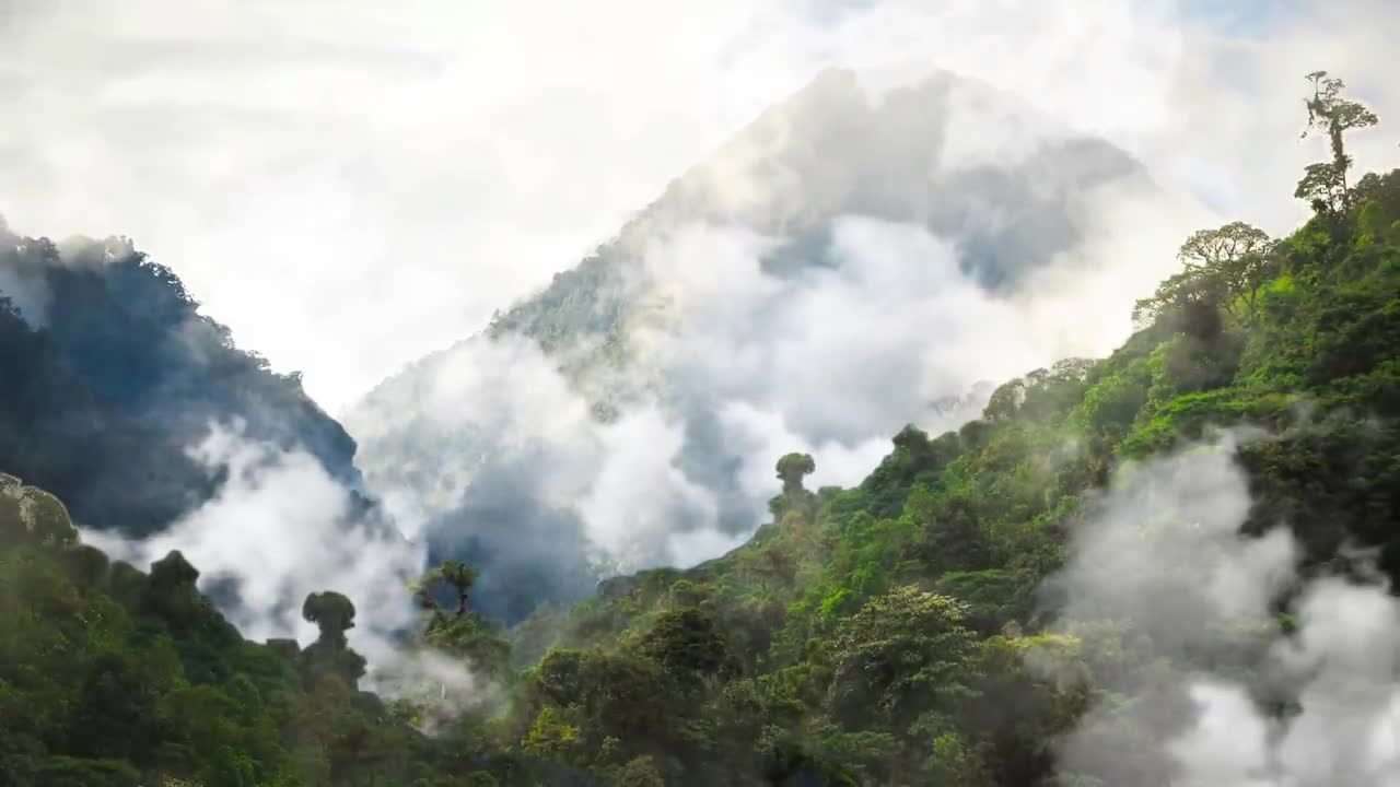 Ants Use Grubs as Glue Gun | Wild Thailand | BBC Earth