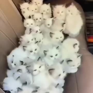 Breathtaking🧸🧡 Cute cat video #shorts