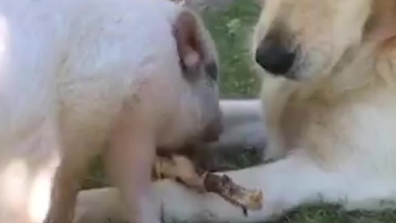 La balada de amor de Luna la cerdita y Nube el perro Sorprendentemente