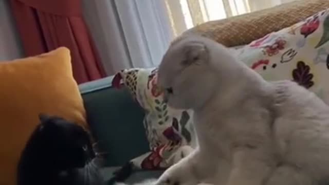 Cute cat and Funny animals