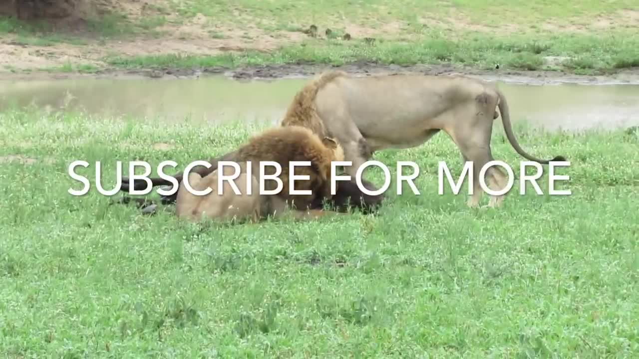 EXTREMELY RARE!!! Fearless Male Lion attacks Buffalo Herd, ALONE...