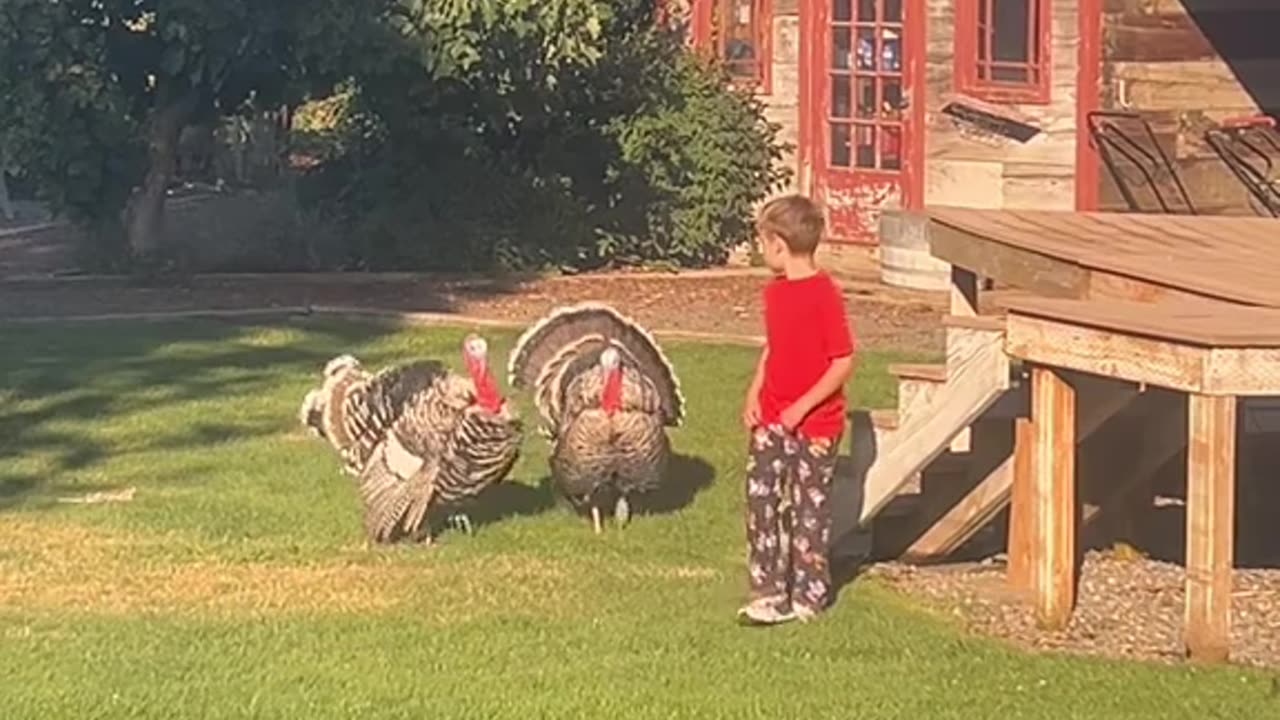 When you are stalked by creepy wild turkeys