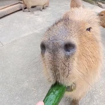 Capybara loves cucumber