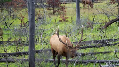 Huge Elk Bull Courting Cows in Early Rut - She is Not Ready Yet!