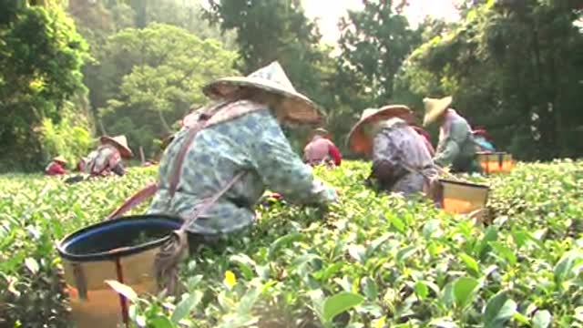 What are doing these womens in the fields.