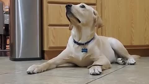 Labrador Dog Shows How Well Trained He is