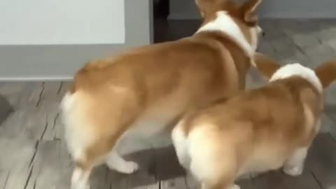 Dogs walk funny walk