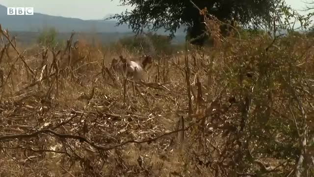 Zimbabwe food crisis fuelled by Ukraine war and climate change – BBC News