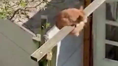 Funny Animal Encounters