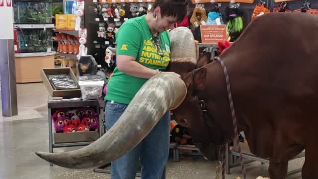 African Watusi Loves his Head Scratches