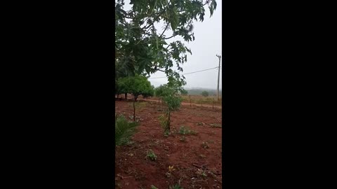 Alegria da chuva dos agricultores de São Lázaro