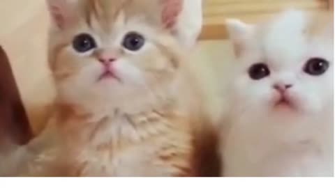 Cute Kitten | These baby cats will make your day | Cuteness Overload |