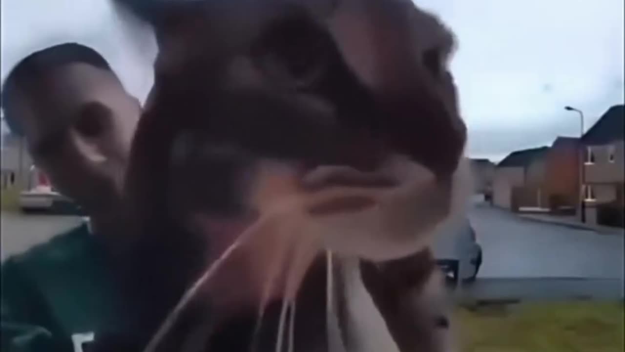 Funny cat animals videos