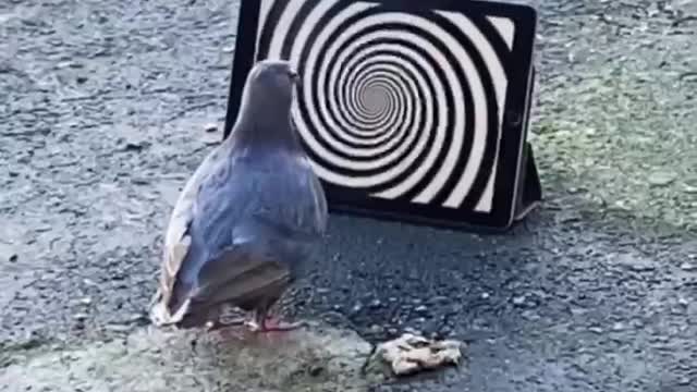 Damn! Is it illusion!!