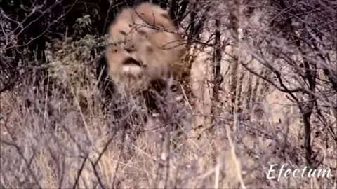 Thats why lion is king of the jungle