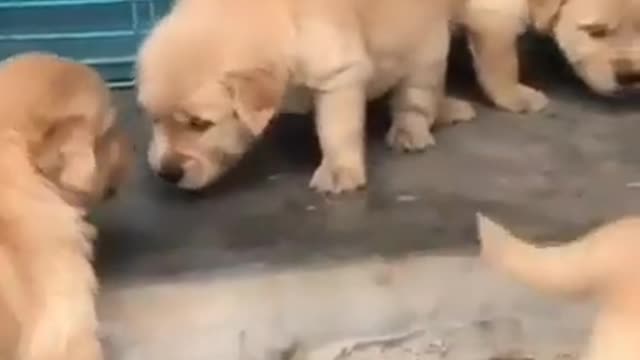 Cute puppy video