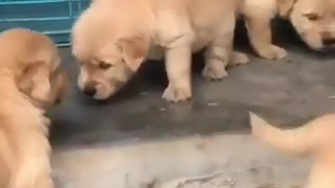 Cute puppy video