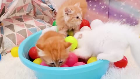 Kittens playing with balls and meowing ask for food - So cute baby cats