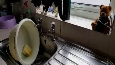 Cute kittens have a shower under kitchen tap