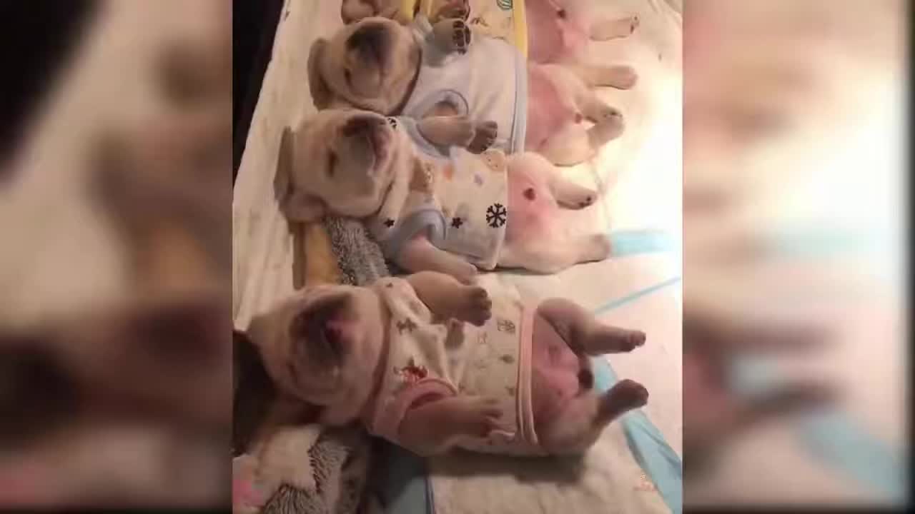 cute and funny and funny puppies