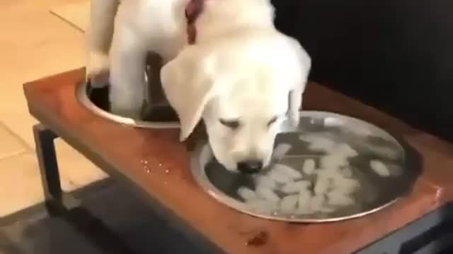 labrador_class Little Baby Needs to Cool Down