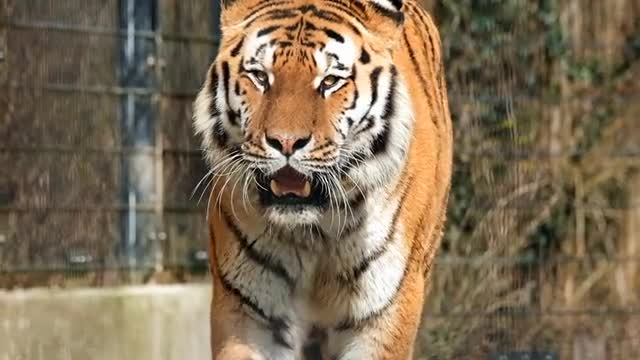 A tiger videos