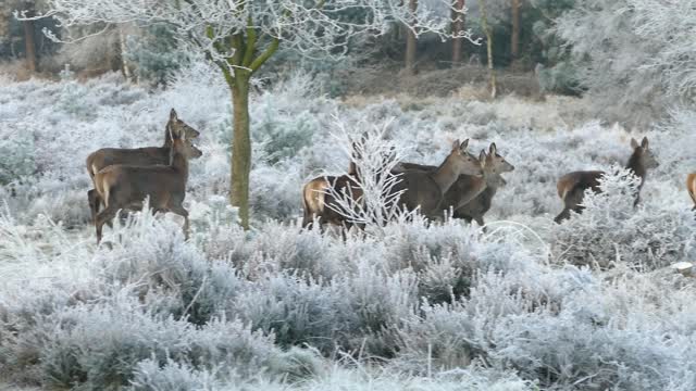 Reindeer in forest