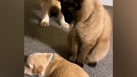 Cat & Dog video