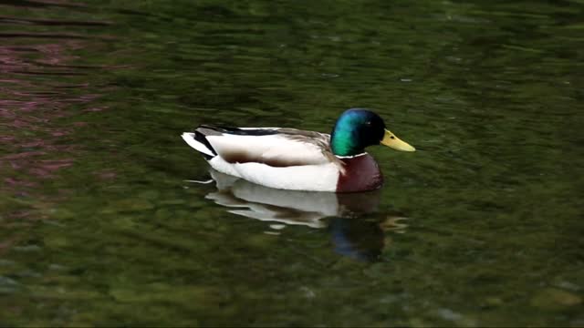 Discover this new Duck swimming beautiful