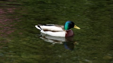 Discover this new Duck swimming beautiful