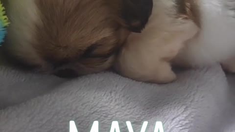 Maya chegou ❤️❤️❤️