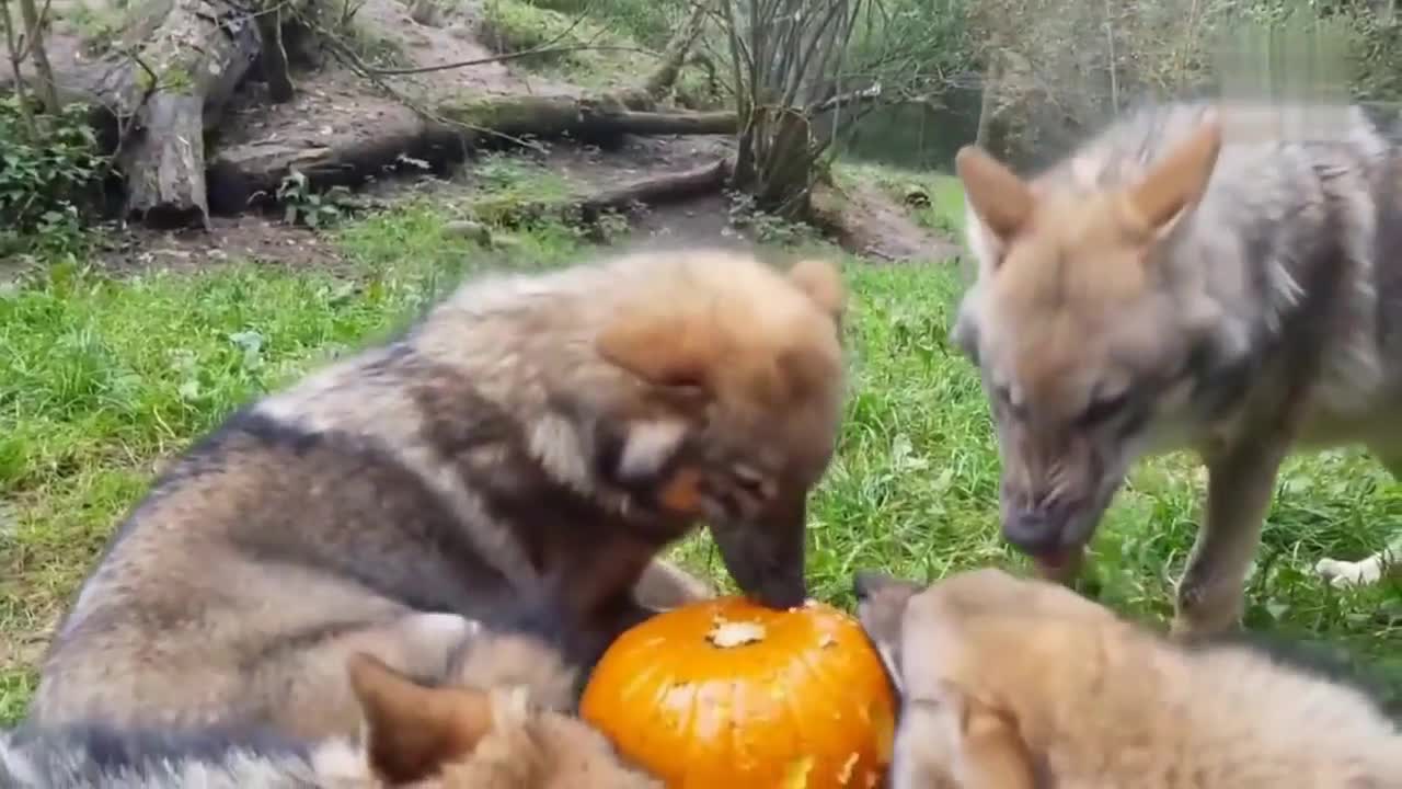 Cat on the fridge and wolves fighting.