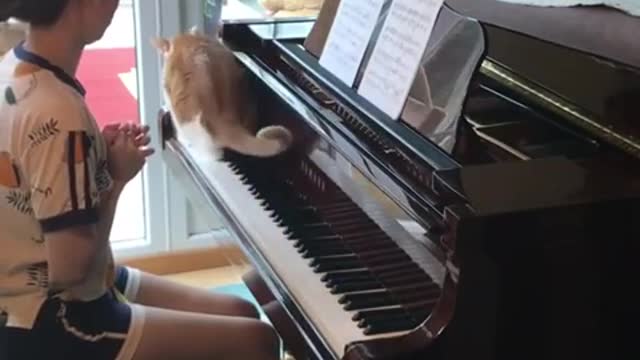 Cat interrup his mom while playing Piano.