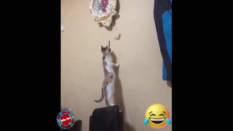 IDIOT CAT