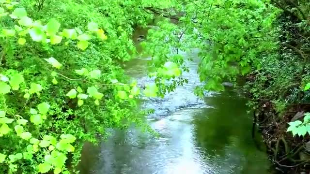 River Flowing Stream In Rainforest