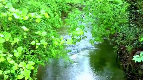 River Flowing Stream In Rainforest
