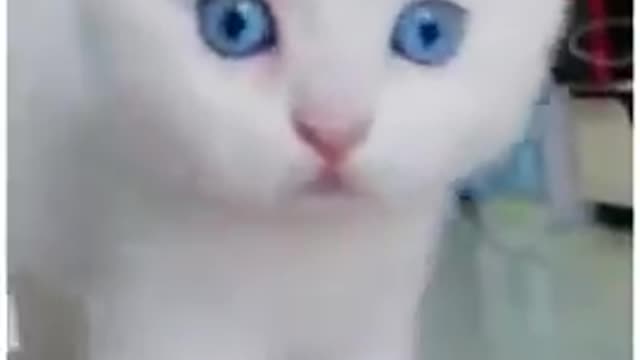 Cat cute