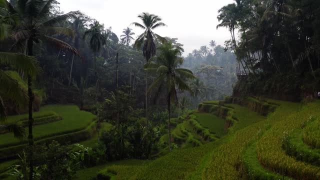 agriculture of srilanka