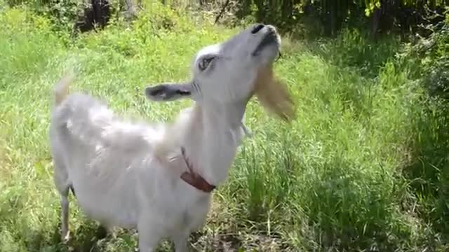 Funny animals 1