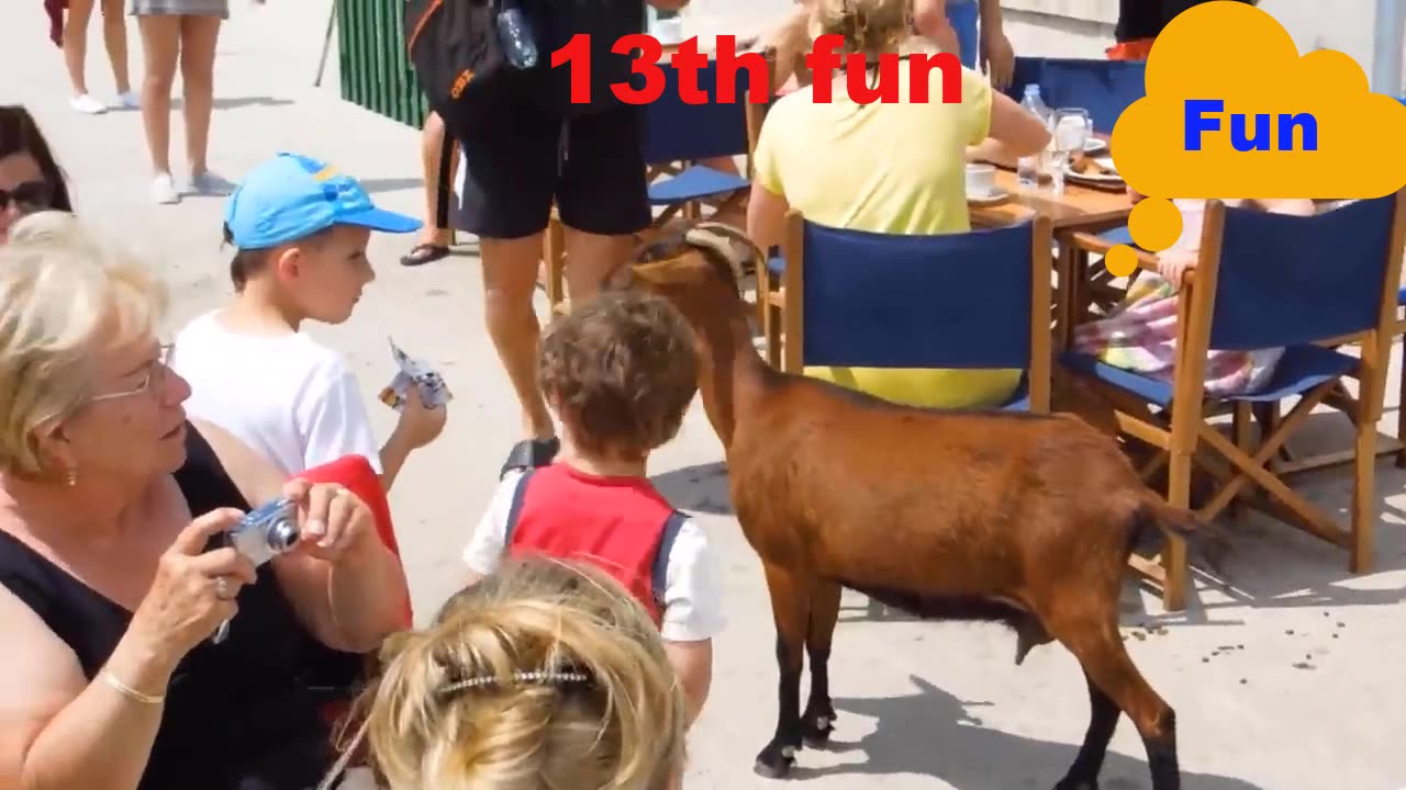 14 Funny Moments ‖ Fun with Humans & Animals