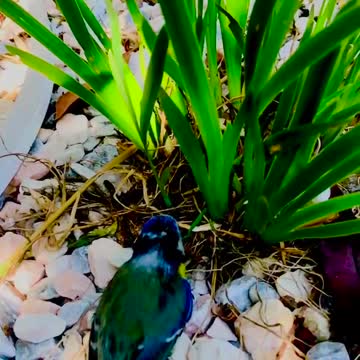 A little bird cant fly