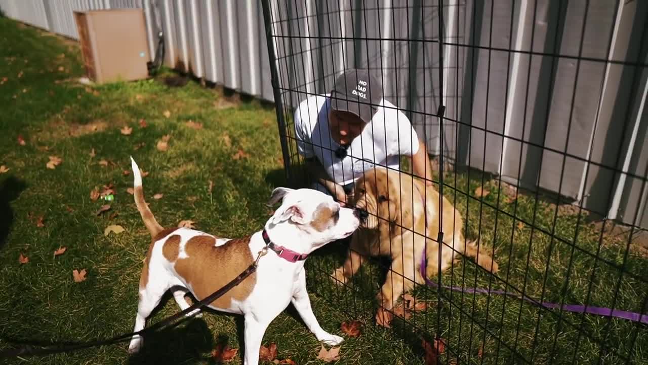 INTRODUCING FEARFUL PITBULL TO A PUPPY (BEST WAY!)