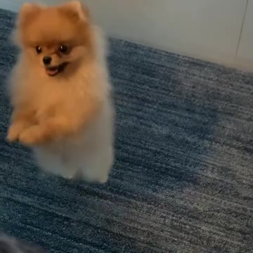 MY CUTE DOG PACHE DANCING HAPPILY