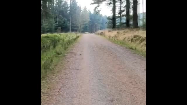 Speedlapse. Hiking in Fernworthy forest. GoPro on a chest mount