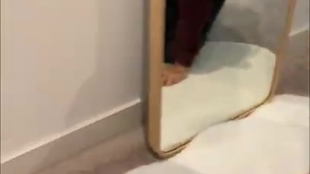 Snake TV | #shorts | Funny Pet | Funny animals | Pet | Animals | Animal Comedy | Animals Videos